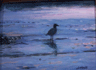 Sundown Reflections