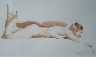 Nude Study Sepia Watercolor