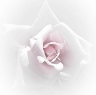 "Rose"