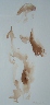 Nude Study Sepia Watercolor