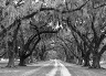 Low Country Oak Avenue #1"
