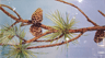 Pine Tree State