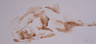 Sepia Watercolor 002