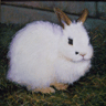 Fluffy