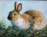 Ginger Rabbit