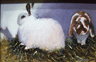 Fluff and Thumper SOLD