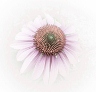 "Echinacea"