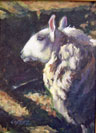 Johnson's Ewe