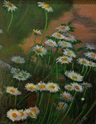 Daisies