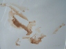 Nude Study Sepia Watercolor