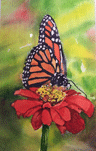 Maine Monarch