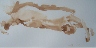 Nude Study Sepia Watercolor