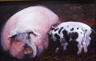 Sow and Piglets