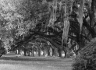 "Low Country Oak Avenue #2"