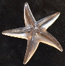 Steuben Starfish