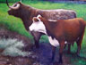 Afternoon Graze