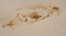 Nude Study Sepia Watercolor
