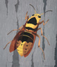 "European Social WASP"